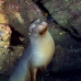 lion_sea_galapagos_cou_v_0262_ecu1371.jpg